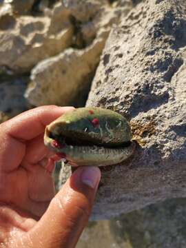 Image of measled cowrie