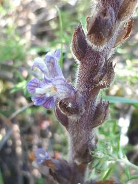 Image of Phelipanche rosmarina (G. Beck) Banfi, Galasso & Soldano