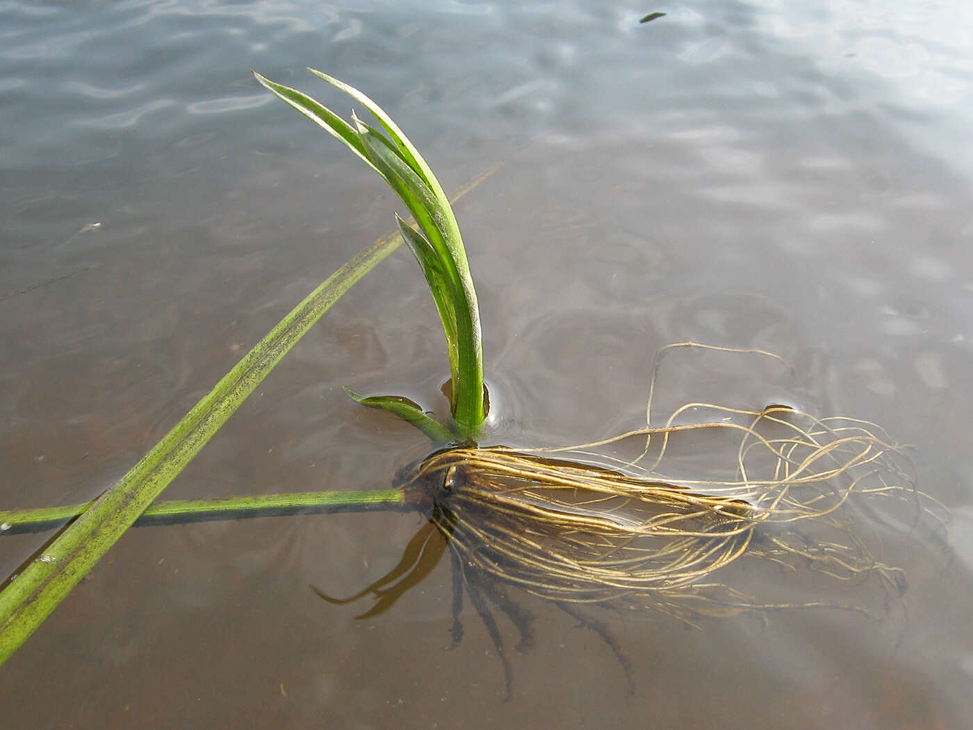 Image of Scirpus radicans Schkuhr