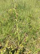 Image of Fly orchid