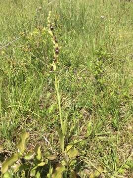 Слика од Ophrys insectifera L.