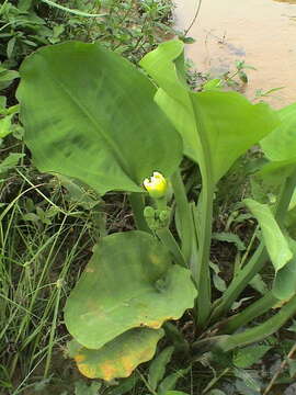 Image of velvetleaf