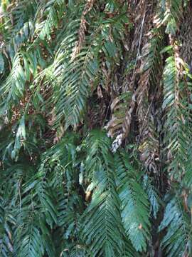 Image of giant vine fern