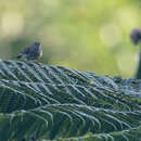 Image of Mindanao Miniature Babbler