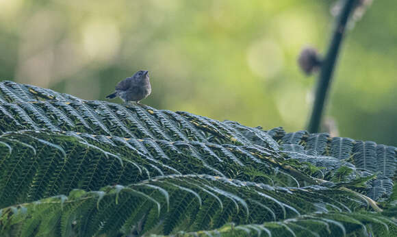 Image of Mindanao Miniature Babbler