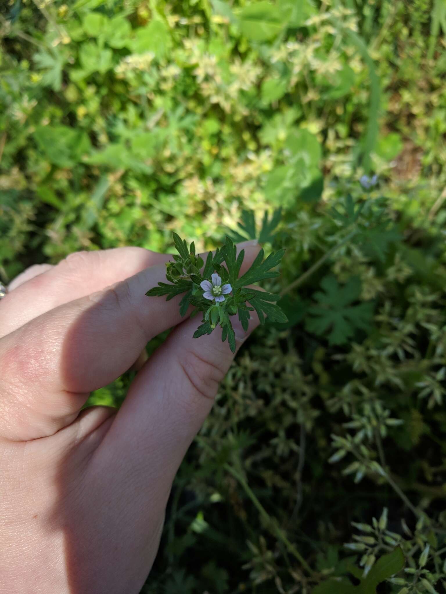 Geranium carolinianum L. resmi