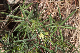 Image of desertmountain manihot