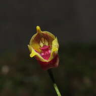 Image of Masdevallia molossus Rchb. fil.