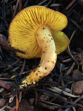 Image of Phylloporus arenicola A. H. Sm. & Trappe 1972