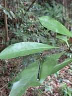 Imagem de Leptogomphus sauteri Ris 1912