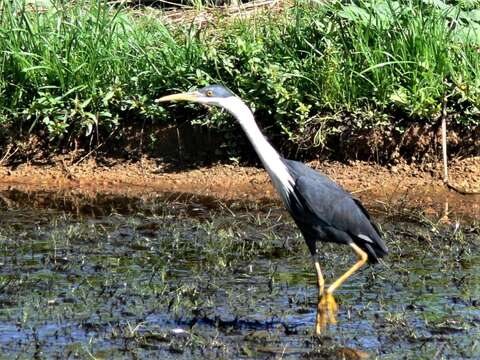 Imagem de Egretta picata (Gould 1845)