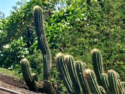 Coleocephalocereus fluminensis (Miq.) Backeb.的圖片