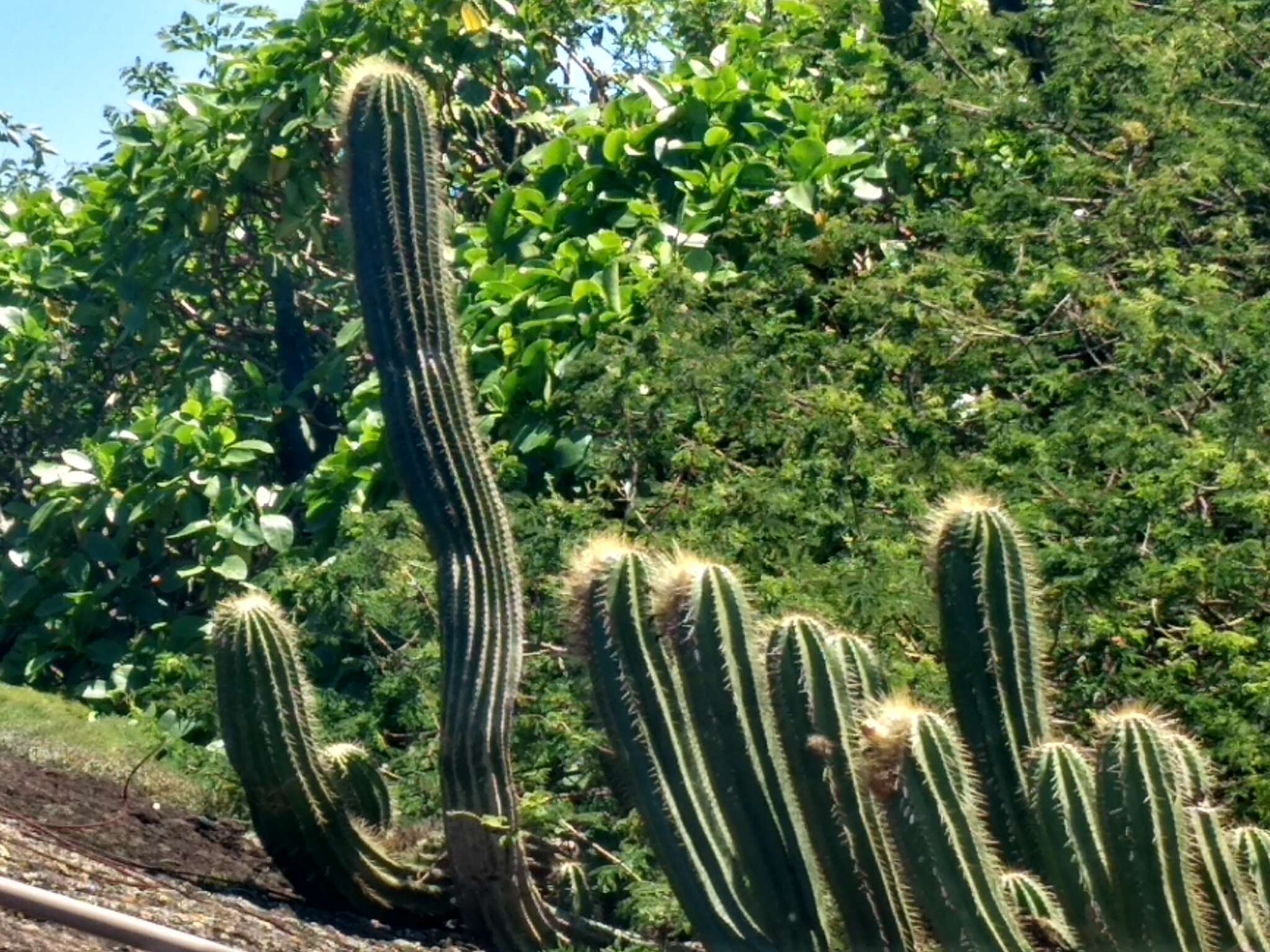 Imagem de Coleocephalocereus fluminensis (Miq.) Backeb.