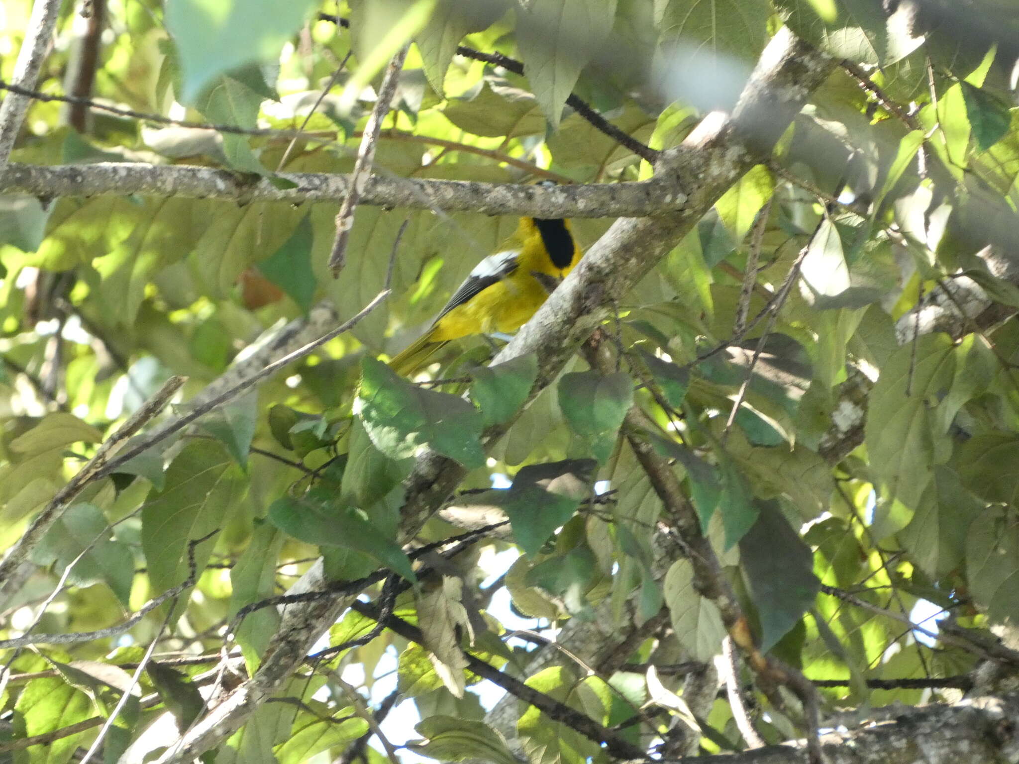 Imagem de Icterus leucopteryx (Wagler 1827)