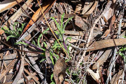 Image of Lobelia chamaepitys Lam.