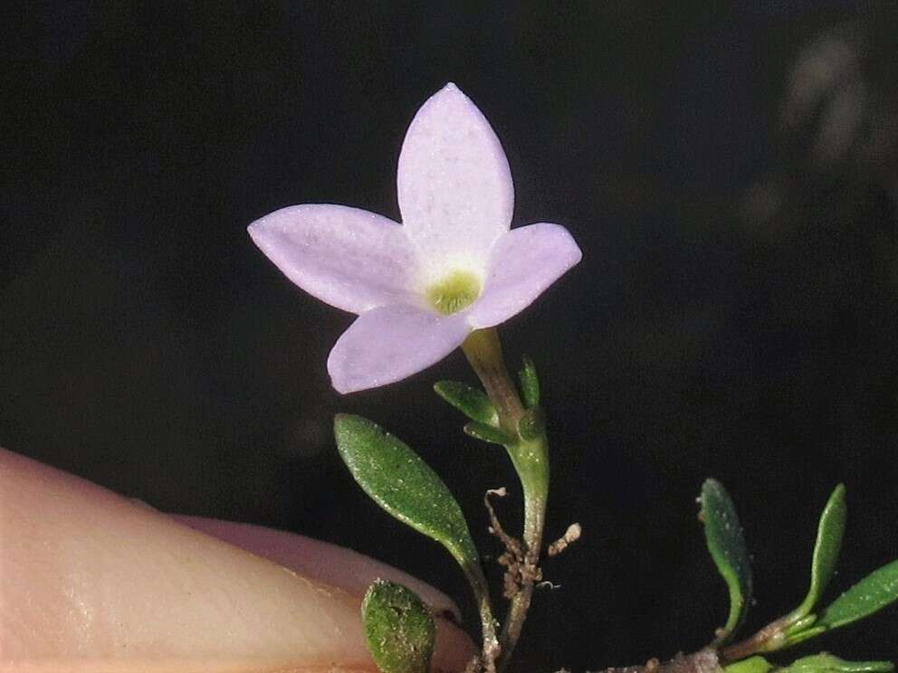 Image of rose bluet