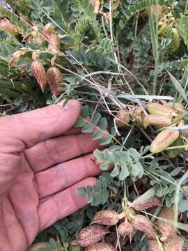 Astragalus oophorus S. Wats.的圖片