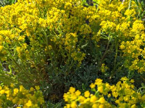 Image of Alyssum tortuosum Waldst. & Kit. ex Willd.