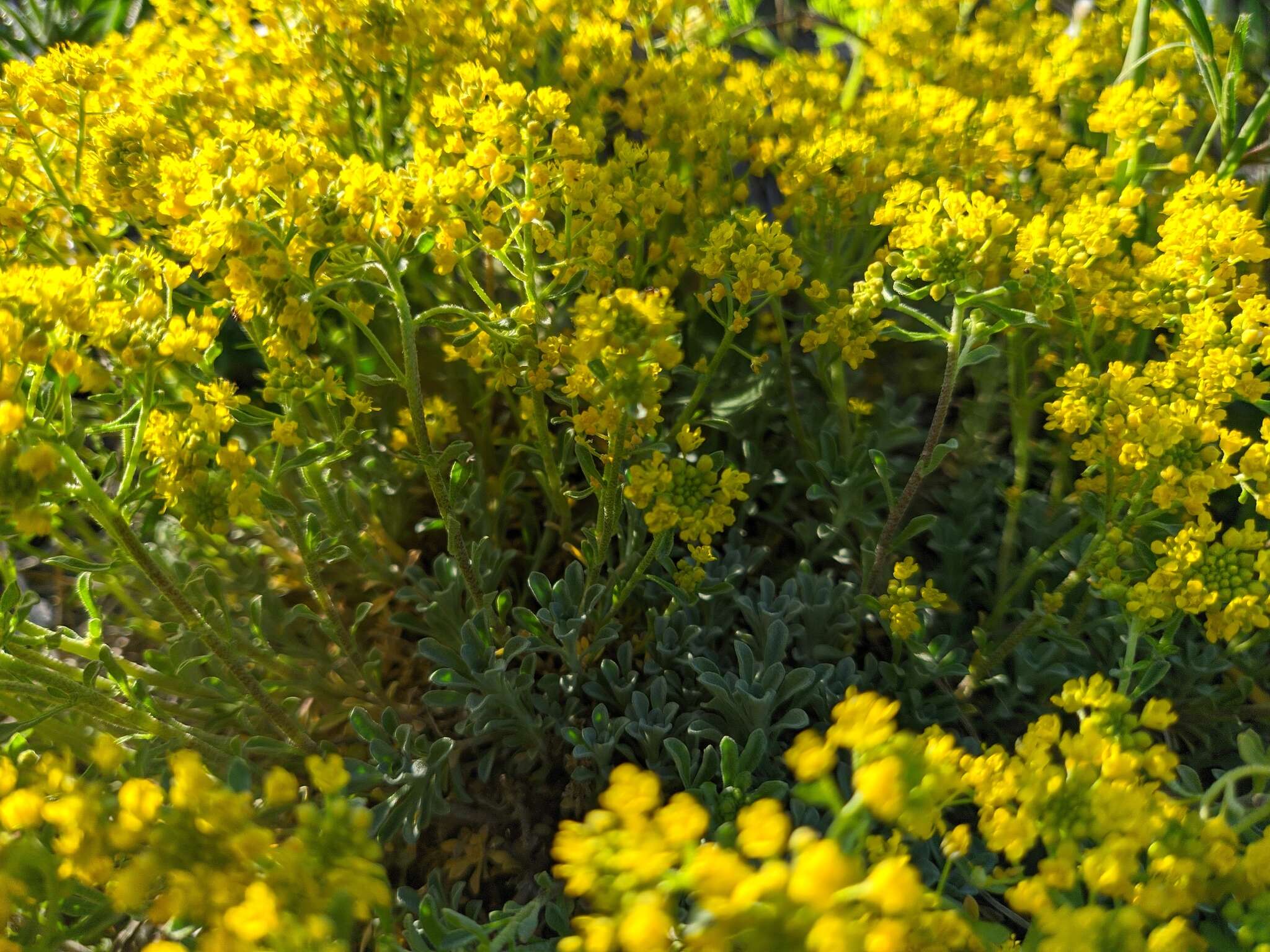 Sivun Alyssum tortuosum Waldst. & Kit. ex Willd. kuva