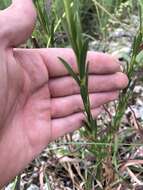 Imagem de <i>Solidago virgata</i>