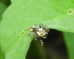 Image of Pelegrina variegata (F. O. Pickard-Cambridge 1901)