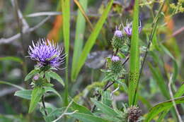 Слика од Cirsium vlassovianum Fisch. ex DC.