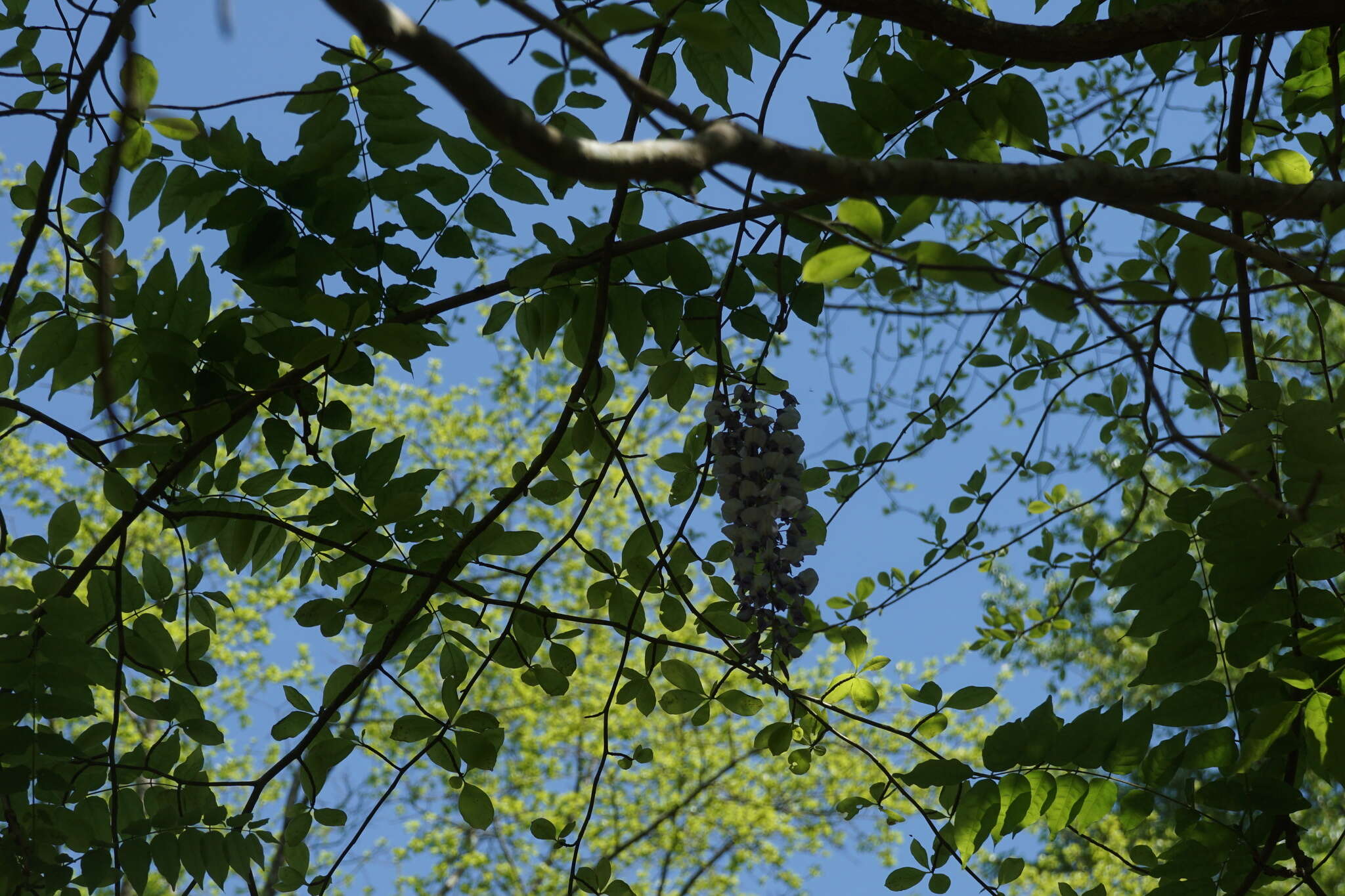 Image of Japanese wisteria