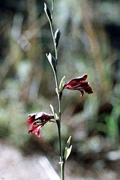 Image of Gladiolus atropurpureus Baker