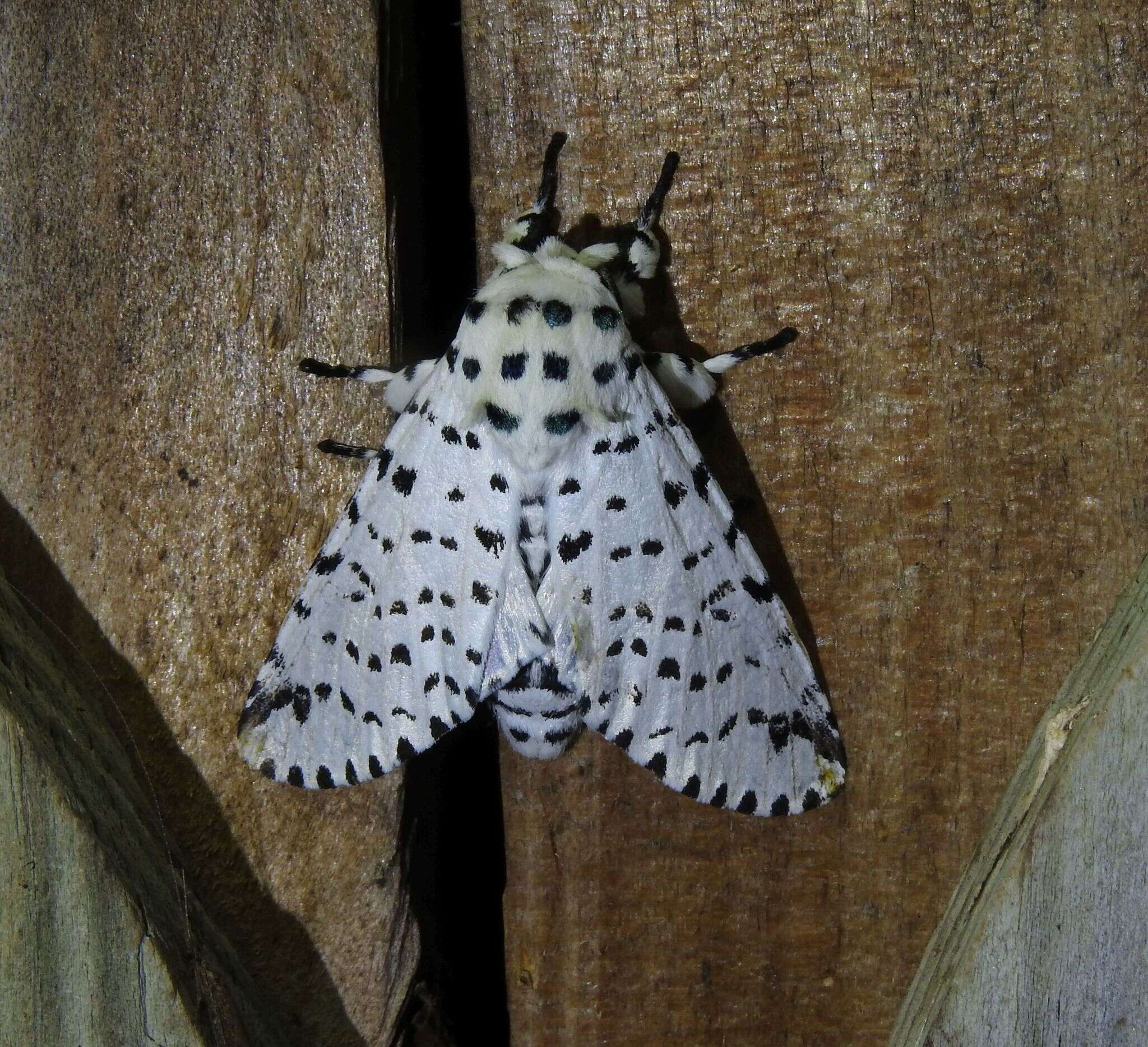 Image of Kamalia multipunctata