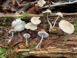 Image of Mycena borealis A. L. Sm. 1935