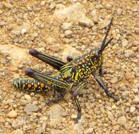 Plancia ëd Phymateus (Phymateus) viridipes subsp. viridipes Stål 1873