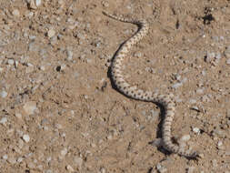 Image of Dwarf Beaked Snake