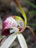 Image of Caladenia behrii Schltdl.