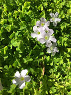 Image of crimson woodsorrel