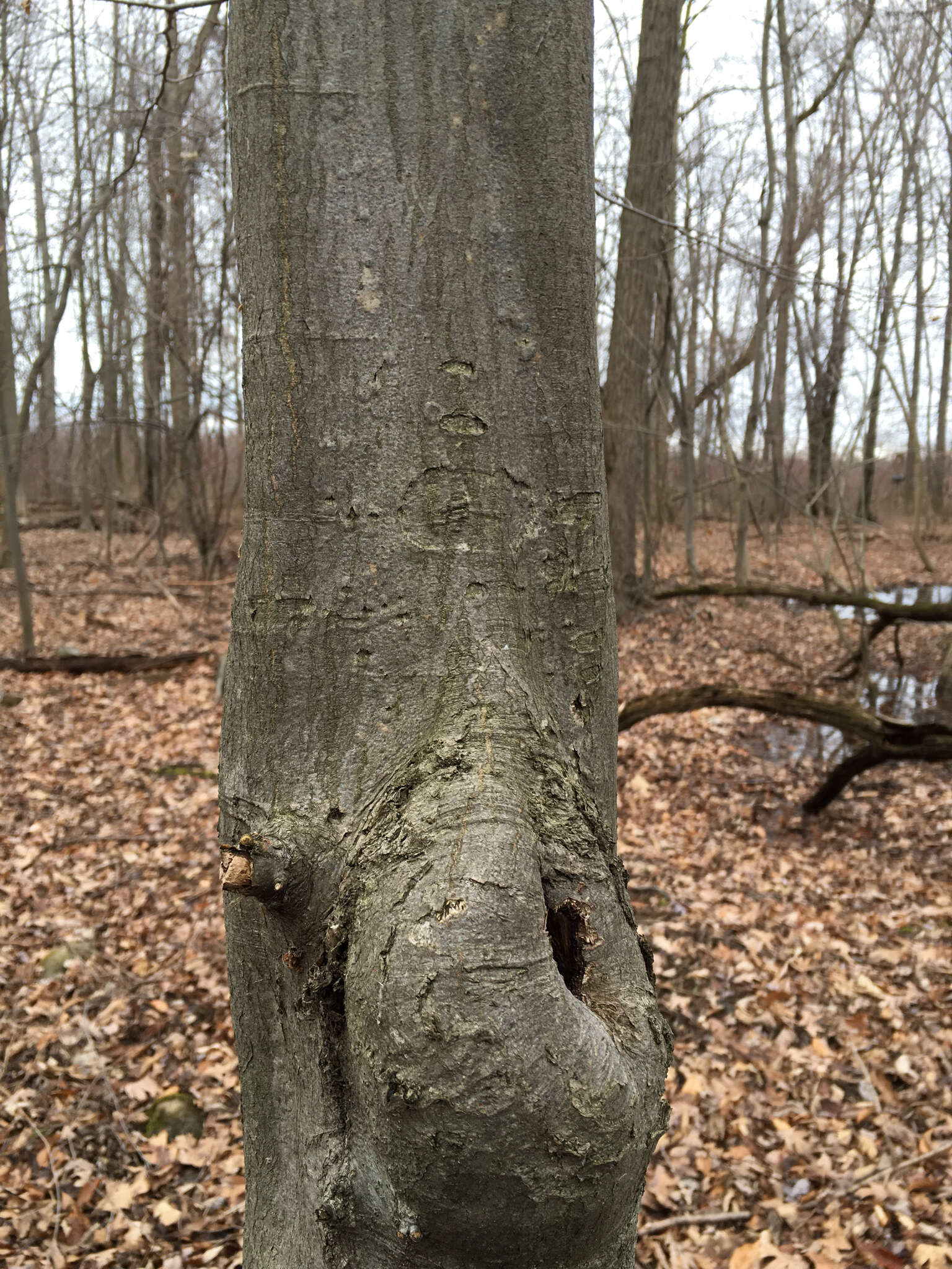 Image of American hornbeam