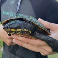 Image of Manning River snapping turtle