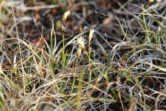 Image of Carex vaginata var. vaginata