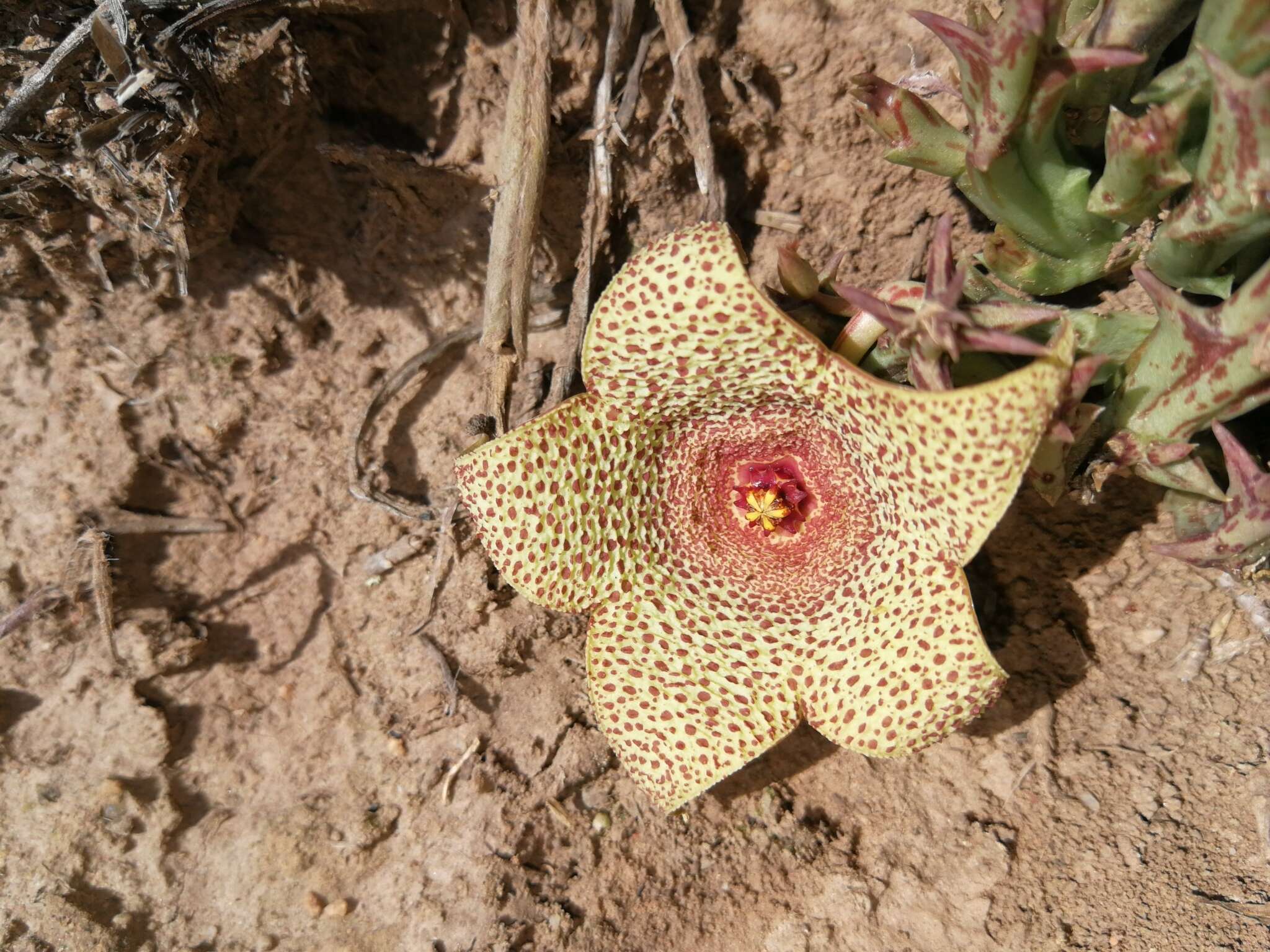 Image of Ceropegia irrorata (Masson) Bruyns