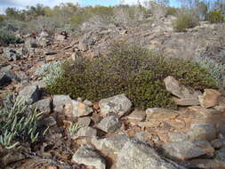 Image of Macledium spinosum (L.) S. Ortiz