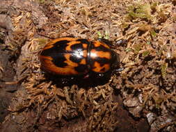 Image of Cyclocephala mafaffa Burmeister 1847