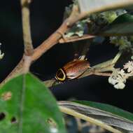 Image of Ellipsidion reticulatum Saussure 1864