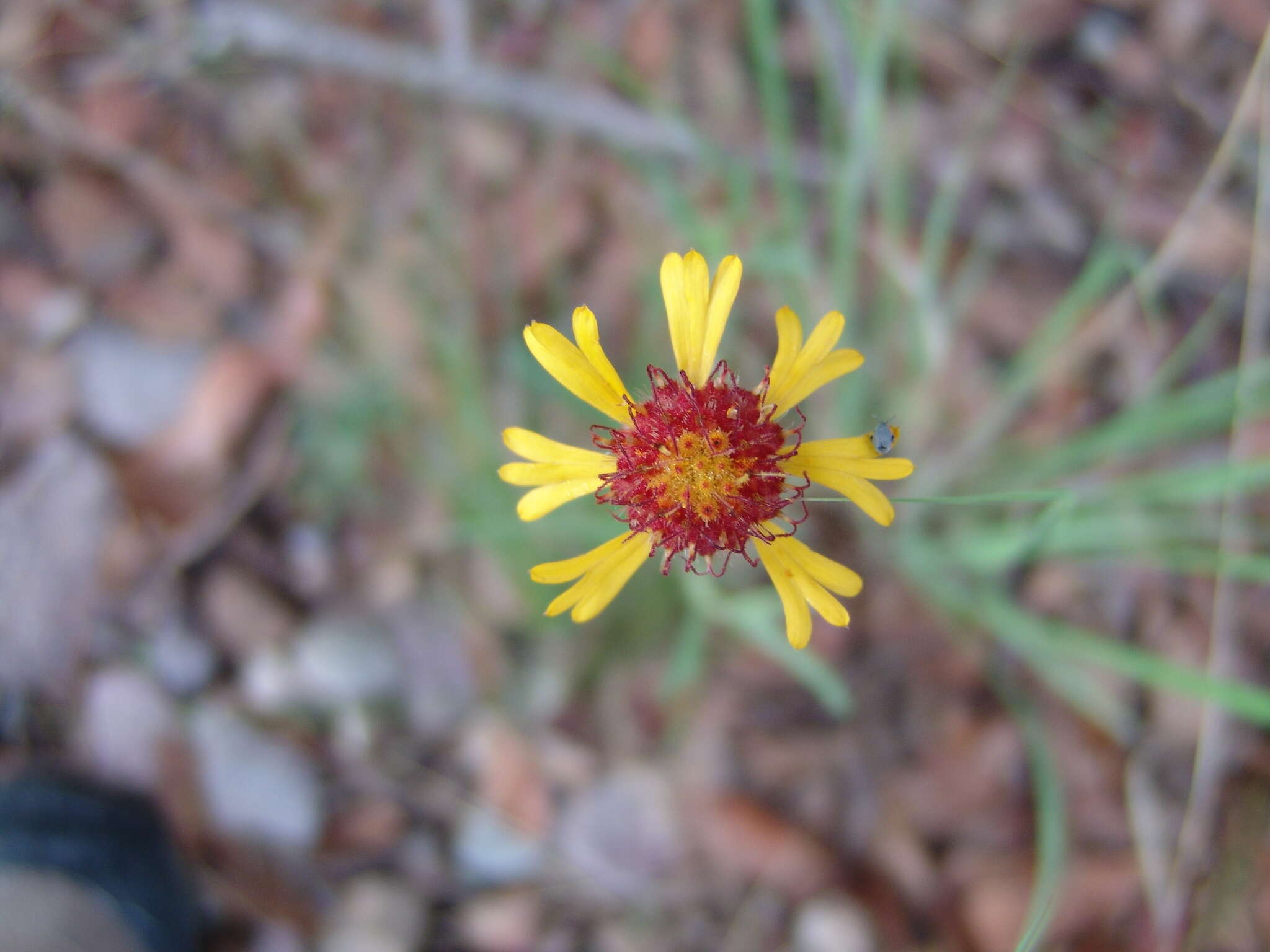 Image of red dome blanketflower
