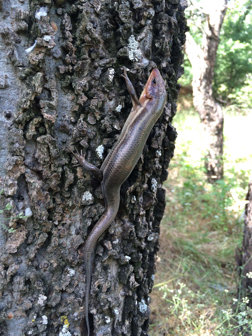 Слика од Plestiodon laticeps (Schneider 1801)