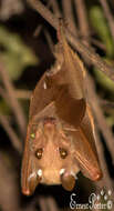 Image of Peters's Epauletted Fruit Bat