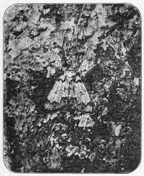 Image of Scarce Merveille du Jour