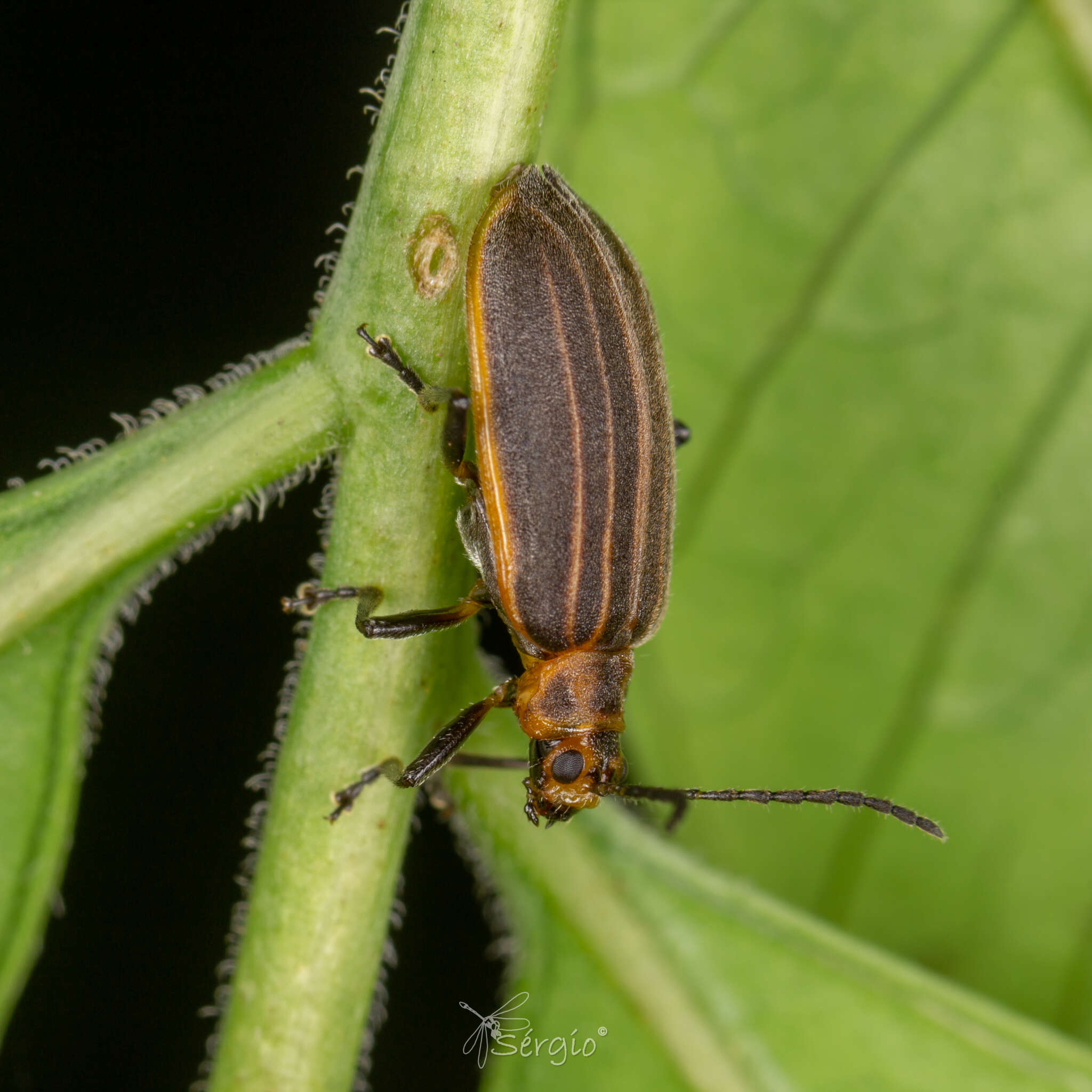 Imagem de Neolochmaea dilatipennis (Jacoby 1886)