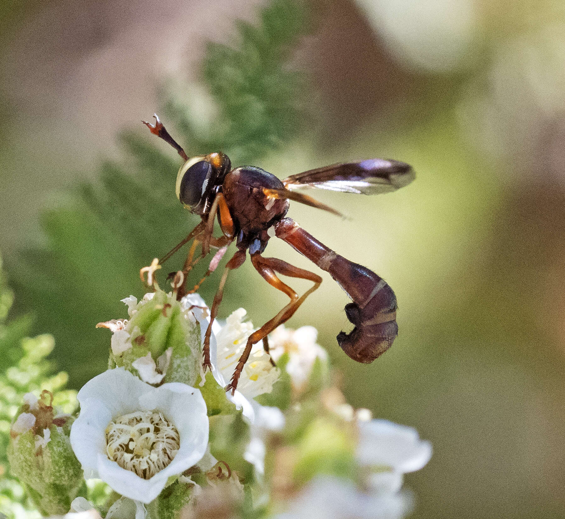 Image of Physocephala texana (Williston 1882)