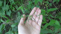 Imagem de Houstonia longifolia var. tenuifolia (Nutt.) Alph. Wood