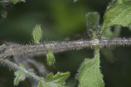 Image of Erechtites wairauensis (Belcher) Allan