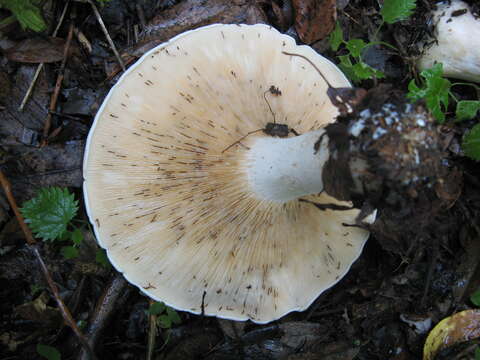 Image of giant clitocybe